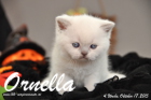 Ornella ist 4 Wochen alt geworden (17.10.2015)
