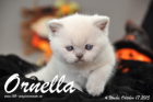 Ornella ist 4 Wochen alt geworden (17.10.2015)
