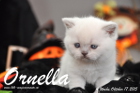Ornella ist 4 Wochen alt geworden (17.10.2015)