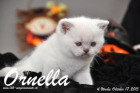Ornella ist 4 Wochen alt geworden (17.10.2015)
