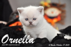Ornella ist 4 Wochen alt geworden (17.10.2015)