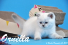 Ornella ist bereits 6 Wochen alt geworden ( 01.11.2015 )