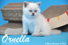 Ornella ist bereits 6 Wochen alt geworden ( 01.11.2015 )