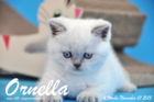 Ornella ist bereits 6 Wochen alt geworden ( 01.11.2015 )