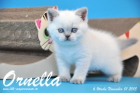 Ornella ist bereits 6 Wochen alt geworden ( 01.11.2015 )