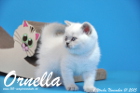 Ornella ist bereits 6 Wochen alt geworden ( 01.11.2015 )
