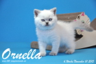 Ornella ist bereits 6 Wochen alt geworden ( 01.11.2015 )