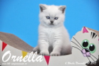 Ornella ist bereits 6 Wochen alt geworden ( 01.11.2015 )