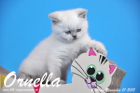 Ornella ist bereits 6 Wochen alt geworden ( 01.11.2015 )