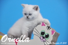 Ornella ist bereits 6 Wochen alt geworden ( 01.11.2015 )