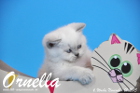 Ornella ist bereits 6 Wochen alt geworden ( 01.11.2015 )