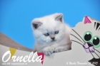 Ornella ist bereits 6 Wochen alt geworden ( 01.11.2015 )
