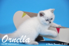 Ornella ist bereits 6 Wochen alt geworden ( 01.11.2015 )