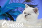 Ornella ist 8 Wochen alt geworden (14.11.2015)