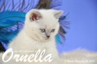Ornella ist 8 Wochen alt geworden (14.11.2015)