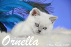 Ornella ist 8 Wochen alt geworden (14.11.2015)