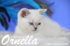Ornella ist 8 Wochen alt geworden (14.11.2015)