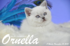 Ornella ist 8 Wochen alt geworden (14.11.2015)