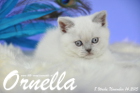 Ornella ist 8 Wochen alt geworden (14.11.2015)