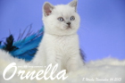 Ornella ist 8 Wochen alt geworden (14.11.2015)
