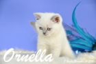 Ornella ist 8 Wochen alt geworden (14.11.2015)