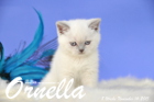 Ornella ist 8 Wochen alt geworden (14.11.2015)