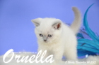 Ornella ist 8 Wochen alt geworden (14.11.2015)