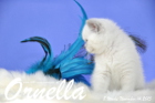 Ornella ist 8 Wochen alt geworden (14.11.2015)