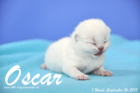 Oscar ist 1 Woche alt geworden (26.09.2015)