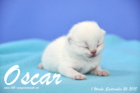 Oscar ist 1 Woche alt geworden (26.09.2015)