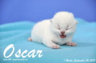 Oscar ist 1 Woche alt geworden (26.09.2015)