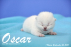 Oscar ist 1 Woche alt geworden (26.09.2015)