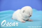 Oscar ist 1 Woche alt geworden (26.09.2015)