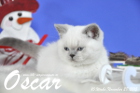 Oscar ist 10 Wochen alt geworden ( 28.11.2015 )