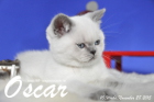 Oscar ist 10 Wochen alt geworden ( 28.11.2015 )