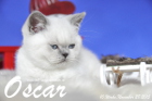 Oscar ist 10 Wochen alt geworden ( 28.11.2015 )