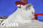 Oscar ist 10 Wochen alt geworden ( 28.11.2015 )
