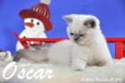 Oscar ist 10 Wochen alt geworden ( 28.11.2015 )