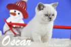 Oscar ist 10 Wochen alt geworden ( 28.11.2015 )
