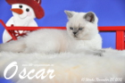 Oscar ist 10 Wochen alt geworden ( 28.11.2015 )
