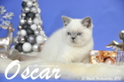 Oscar ist 13 Wochen alt geworden ( Weihnachten 2015 )