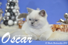 Oscar ist 13 Wochen alt geworden ( Weihnachten 2015 )
