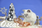 Oscar ist 13 Wochen alt geworden ( Weihnachten 2015 )