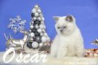 Oscar ist 13 Wochen alt geworden ( Weihnachten 2015 )