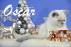 Oscar ist 13 Wochen alt geworden ( Weihnachten 2015 )