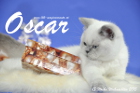 Oscar ist 13 Wochen alt geworden ( Weihnachten 2015 )