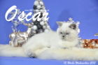 Oscar ist 13 Wochen alt geworden ( Weihnachten 2015 )