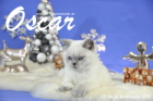 Oscar ist 13 Wochen alt geworden ( Weihnachten 2015 )