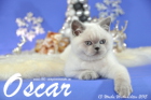 Oscar ist 13 Wochen alt geworden ( Weihnachten 2015 )