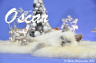 Oscar ist 13 Wochen alt geworden ( Weihnachten 2015 )